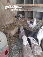  2 حمام احجام كبيرة للبيع لعدم التفرغ  ست جواز