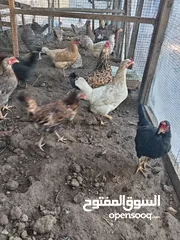  3 دجاج عربي وصلوخي بياض