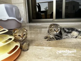  1 Scottish Fold Cats