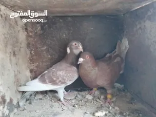  2 حمام للبيع