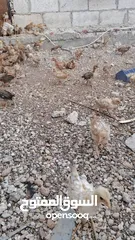  8 خم حمام بلدي ومعو انواع +صيصان بلدي عمر 33 يوم  للبيع بسعر الحرق الله يبارك لصاحب النصيب