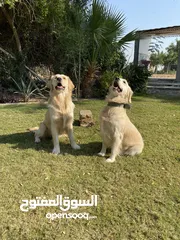  4 كلاب كولدن
