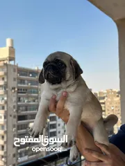  10 جراوي بج، pug puppies