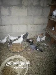  10 طيور حمام للبيع