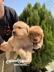  1 Golden retriever puppies male and female