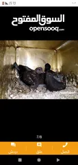  5 زغاليل طازجه مذبوبحه منظفه جاهزه للطبخ الجوز 2.50 من الآخر
