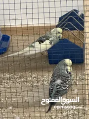  1 طيور حب شكري برصاصي هاجرمو+ انكليزيات مستويات فول + انصاص شكري برصاصي