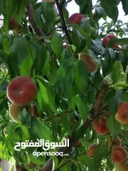  12 شقه للبيع مساحة 330م 150م داخلي و180 خارجي.