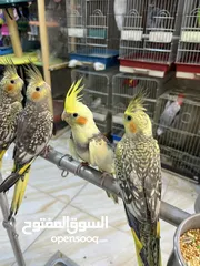  5 كوكتيل حبات أليفة نخب اول تابع الوصف بعناية الكمية محدودة السعر يرضي الجميع