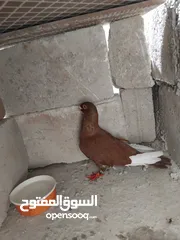  1 حمامي مسود احمر