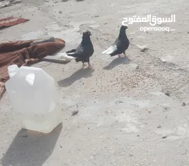  1 للبيع المستعجل جوز حمام حلوات وشغالين