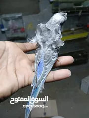  3 جوز هوجو رومو الفحل سبلت بلاك فيس 100% والطيرة بلاك فيس ازرق منتجات ومرفق صور انتاجهم وموجود فيديو