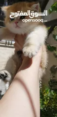  5 ذكر سكوتش ستريت جولدن