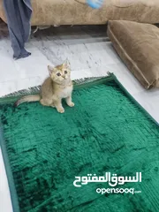  4 قطه سكوتش ستريت جولدن العمر 60 يوم ذكر شورت هير