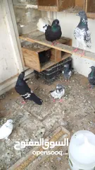  4 pakistani pigeons