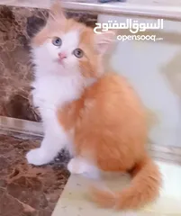  3 قطط شيرازي للبيع الام حامل وياهه بتهه عمرهه 4