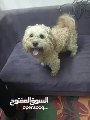  2 كلب ذكر للبيع