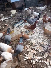  10 حمام مشكل 70 جوز