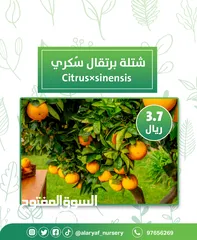  2 شتلات وأشجار البرتقال والحمضيات من مشتل الأرياف  أسعار منافسة نارنگی /  میندر کا درخت orange tree