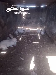  1 ارانب نخب للبيع