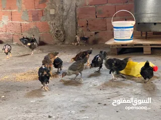  12 دجاج  فيومي وعربي وجيان
