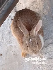  7 ارنب ذكر بلدي فرنسي شغال 100% صحه ممتازه جدا تب نظافه الوزن 3 كيلو والعمر تقريبا سنه.              .