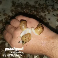  1 حلزون افريقي