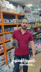  3 قطط بريتش الي بالصورة ذكر العمر شهرين شوف الريلز ، قبل ما يروح عليك العرض