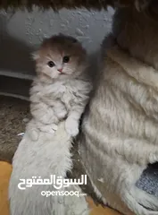  4 قط شيرازي  شامبين كرميل ذكر شعر طويل جدا