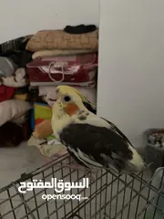  2 ببغاء كوكتيل ذكر فحل  للبيع او للبدل على فيشر نفس الي بصور مصبع اقراء الاعلان كويس