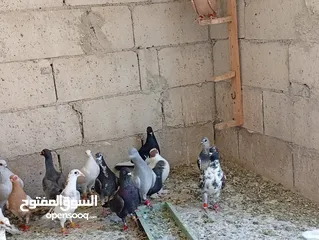  4 حمام للبيع الوان كش  طيور حمام