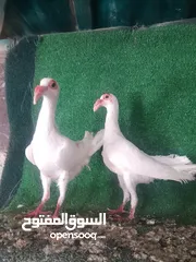  3 جوز مخاليف اول بطن