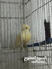  3 جوز كنار للبيع بداعي السفر اربد شارع السرو