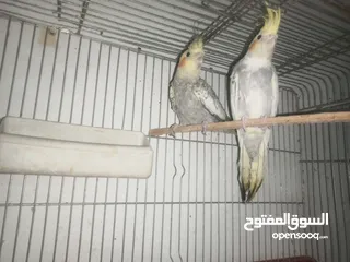  4 مخاليف كوكتيل عمر شهرين صحه ونظافة شغل تدريب