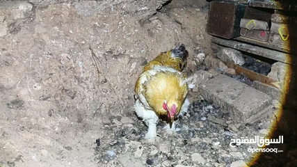  13 ديوك براهما بيور