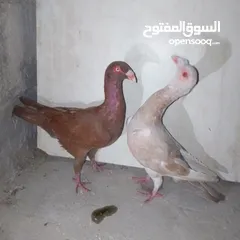  1 حمام صيد حي رمزي الزرقاء