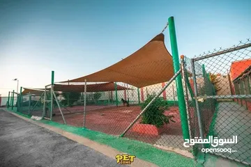  8 Train your dog