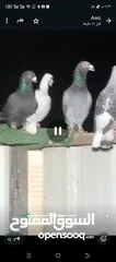  5 طيور حمام بسعر حرق