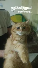  6 بيع قطط شيرازي