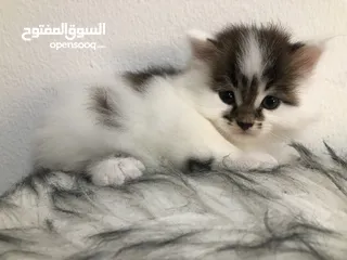  2 قطة انثى شيرازي