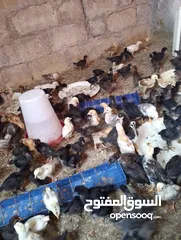  6 صوص بلدي  بناديق بكستاني  صحه ونضافه