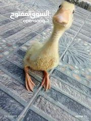  2 بطه فرخ عمرها شهر