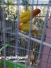  4 جوزين فيشر و روز الأسعار في الأسفل