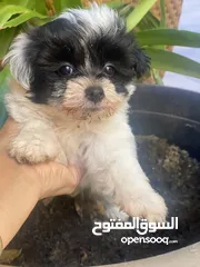  5 Puppies Maltese