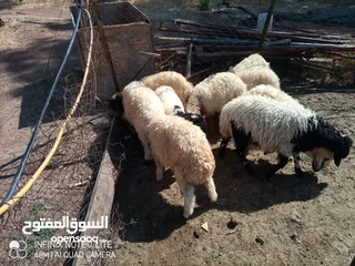  2 عبر العدد 10 أعمار ثلاث شهور  شكل و لون وسر طيب تسمم غذائي عبر عز المقنوي و الربط من نصيب الشراي