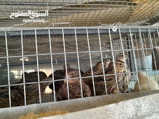  4 بيع السمان او الفري و لحم فري طازج و بيض فري