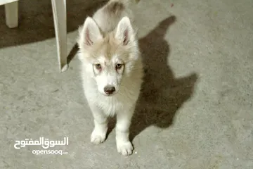  7 انثى هايكي بيور top quality Siberian husky