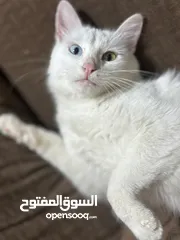 3 قطة انجورا تركية مميزة لطيفة جدا بعيون مميزة
