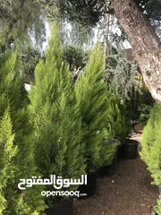  16 مشاتل الاندلس لانتاج وبيع جميع انواع الاشجار المثمره واشجار الزينه البلديه والمستوردة