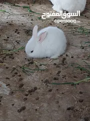 2 ارانب مميزه حجم صغير